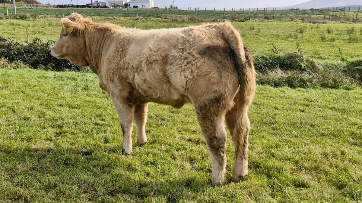 Heifers for balla mart tuesday 22nd September - Image 1