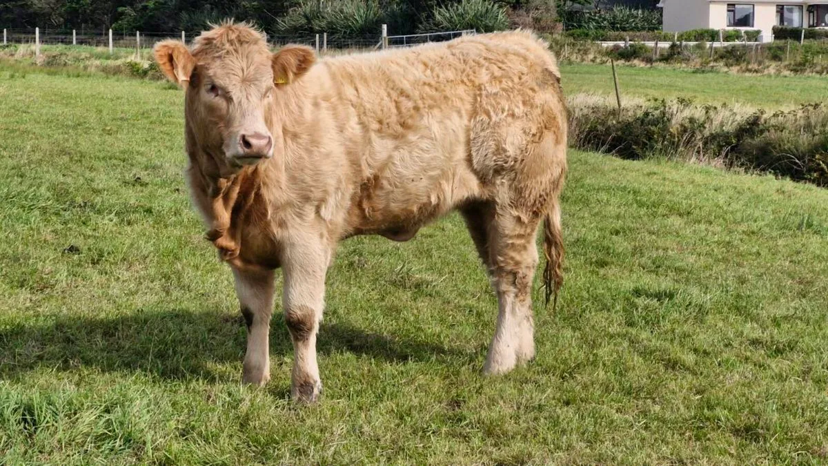 Heifers for balla mart tuesday 22nd September - Image 2