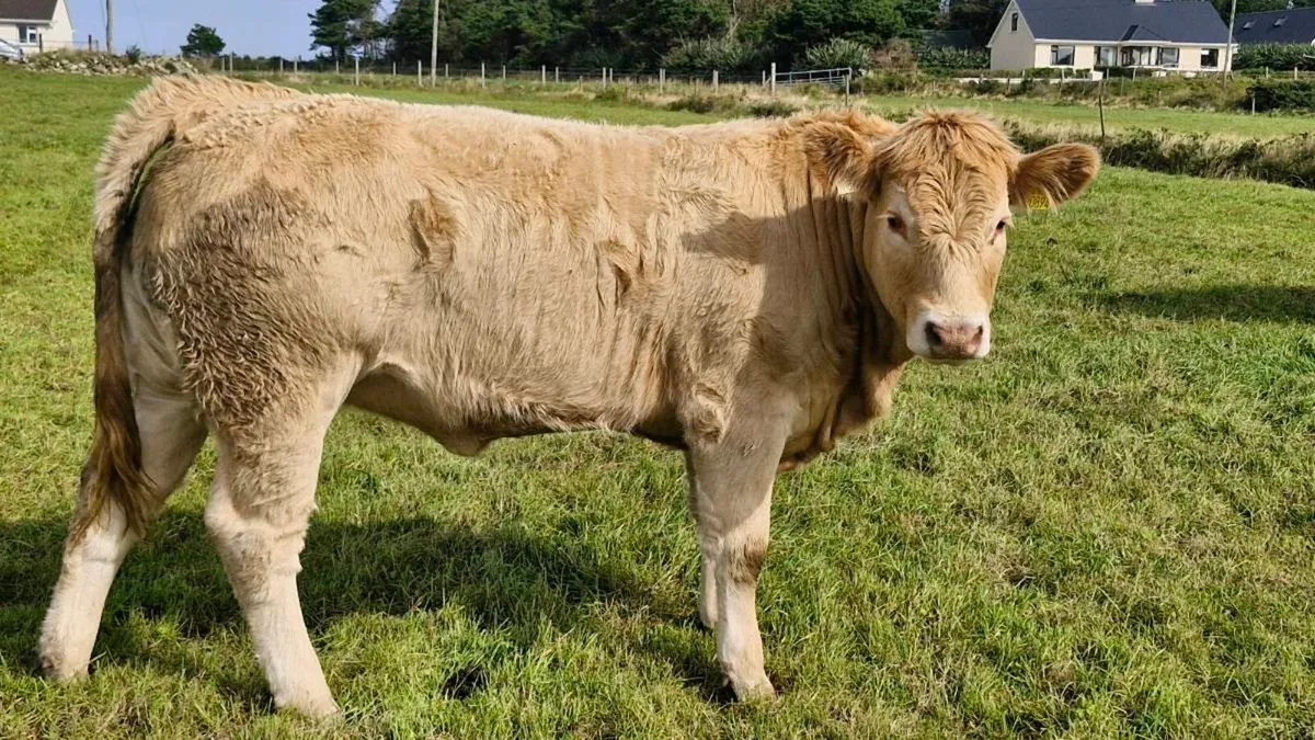 Heifers for balla mart tuesday 22nd September - Image 3