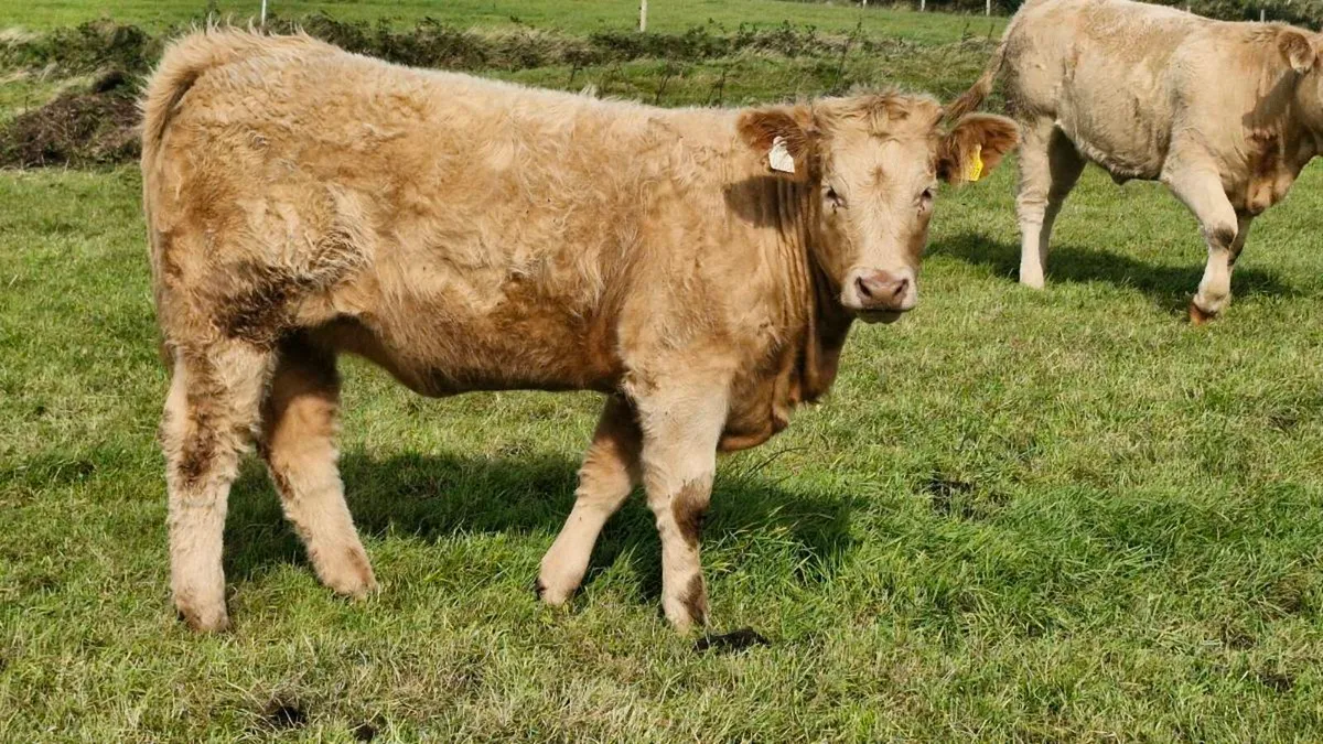 Heifers for balla mart tuesday 22nd September - Image 4