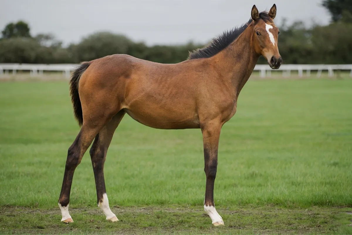 TB filly foal by Luxembourg - Image 4