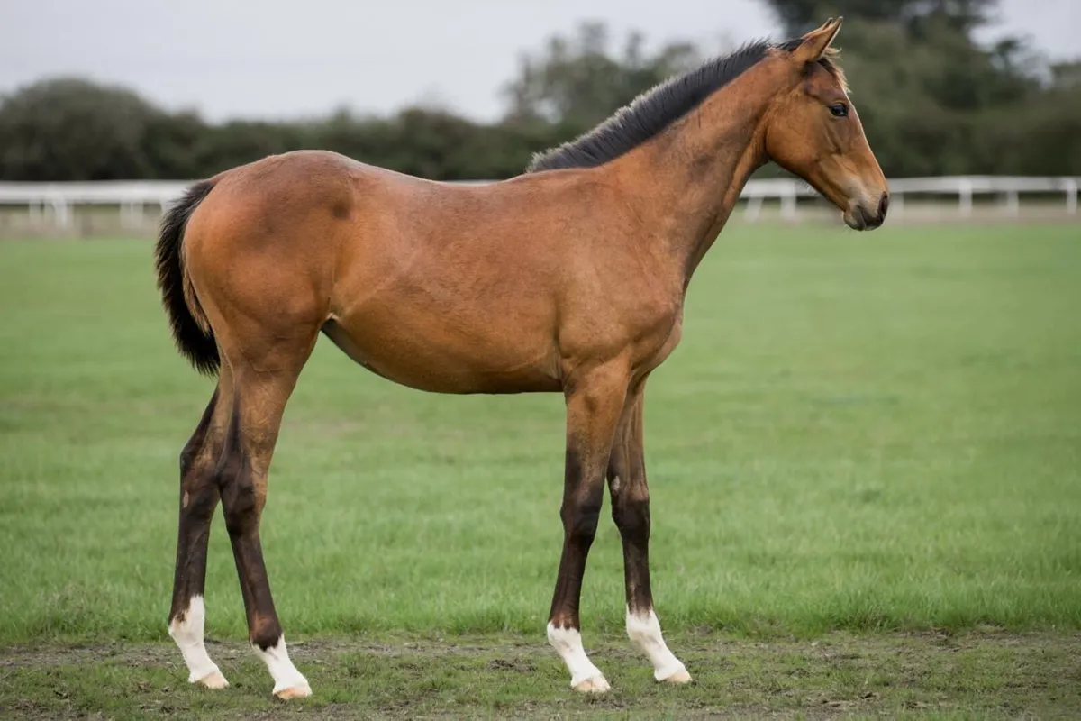 TB filly foal by Luxembourg - Image 1