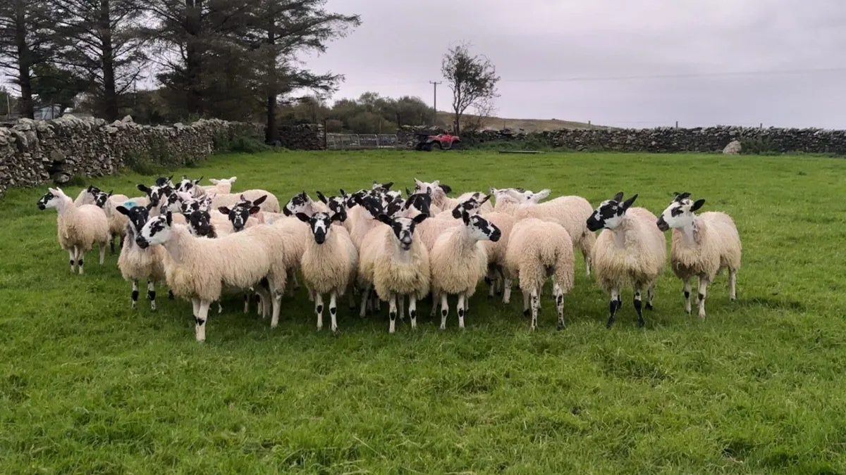 30 Mule Ewe lambs - Image 3
