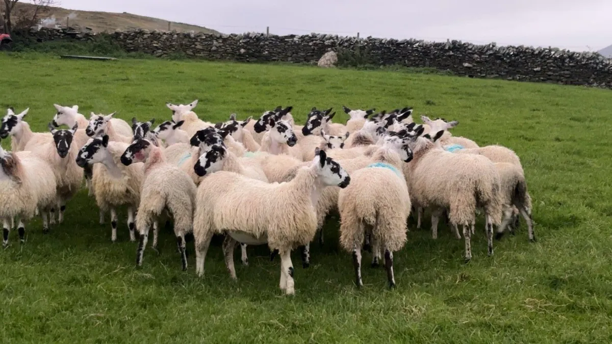 30 Mule Ewe lambs - Image 4
