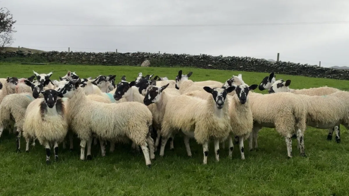 30 Mule Ewe lambs - Image 2