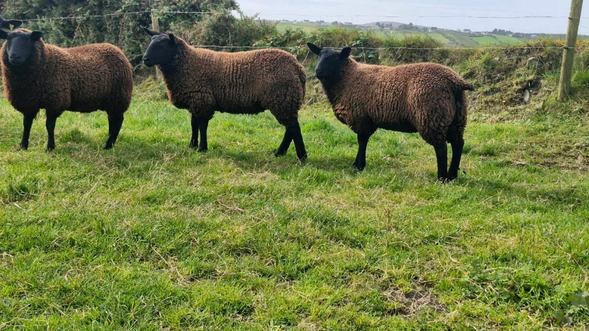 Ewe lambs - Image 2
