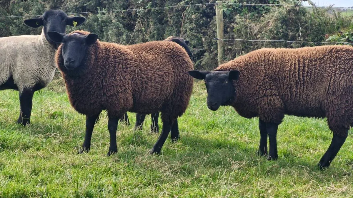 Ewe lambs - Image 3