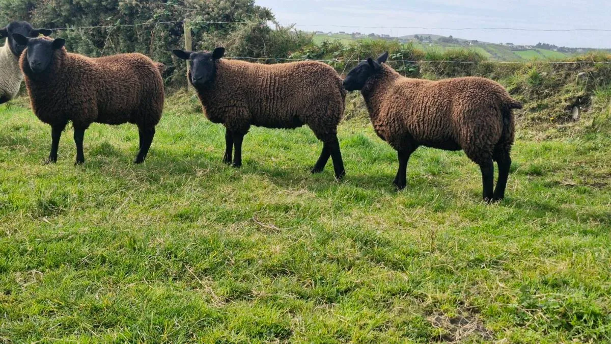 Ewe lambs - Image 4