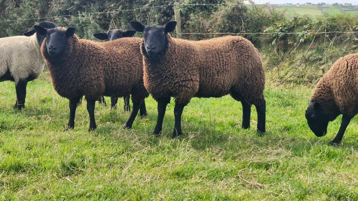 Ewe lambs - Image 1