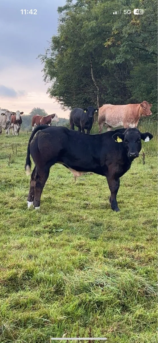 Embryo Hybrid Show bull calf - Image 2
