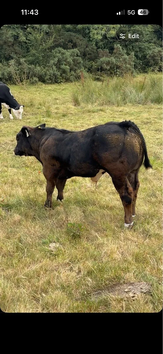 Embryo Hybrid Show bull calf - Image 1