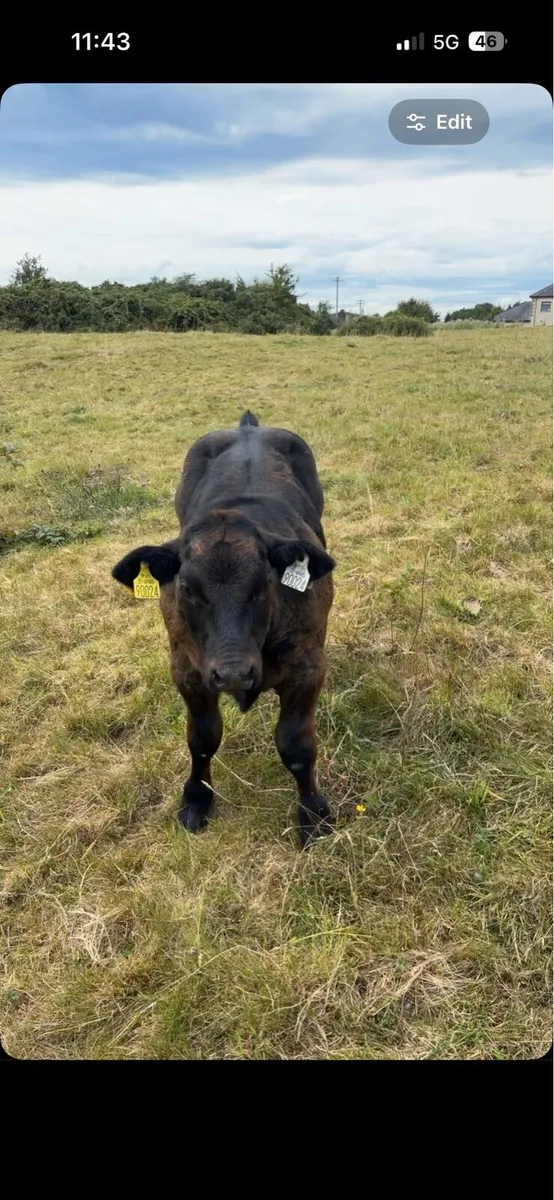 Embryo Hybrid Show bull calf - Image 3