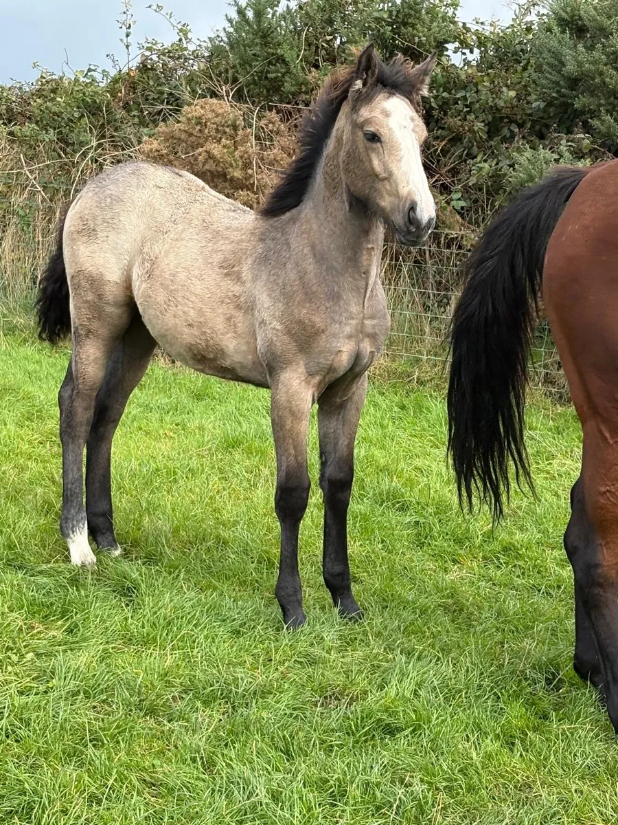 Connemara x ISH Dun filly - Image 1