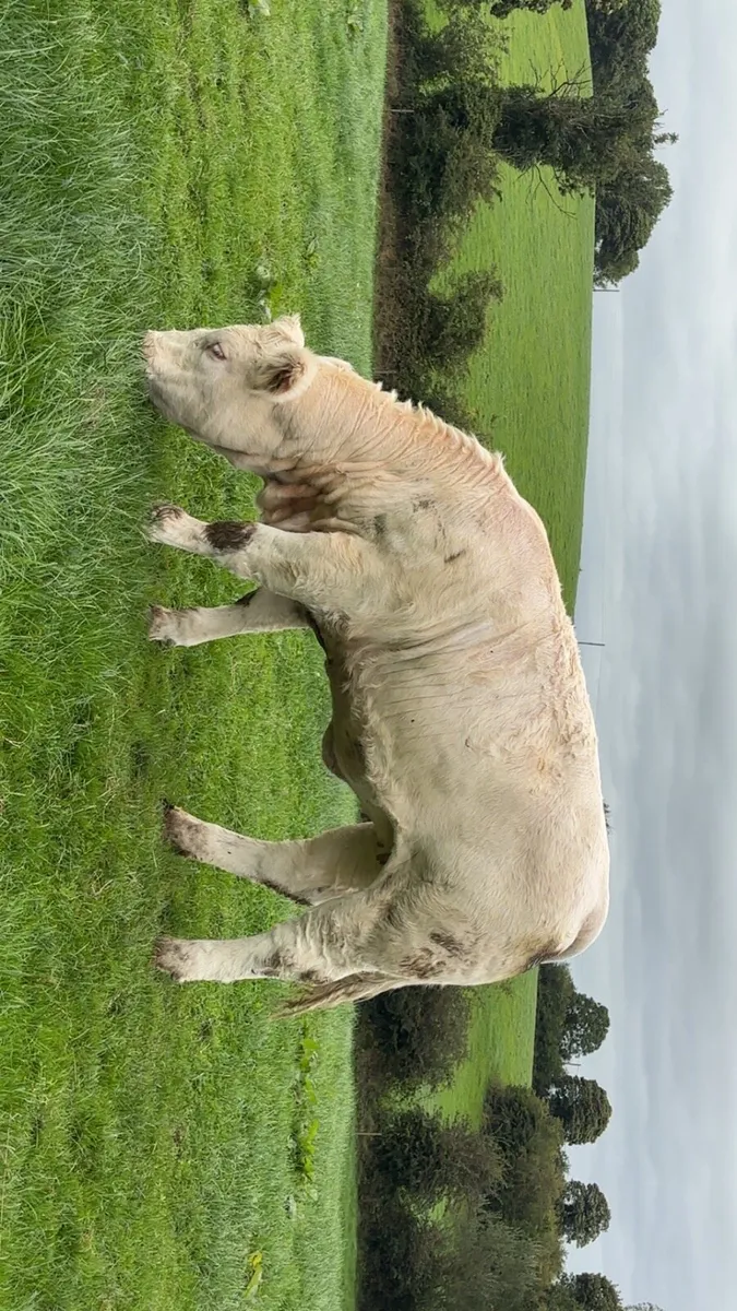 2 pedigree Charolais heifers - Image 1