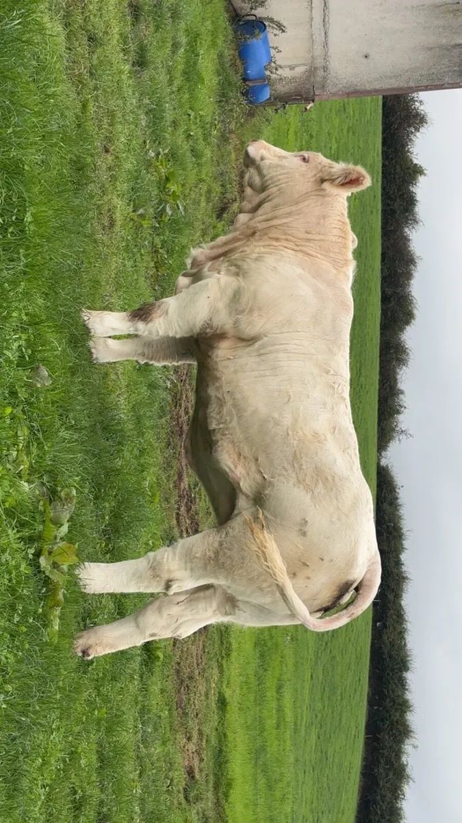 2 pedigree Charolais heifers - Image 2