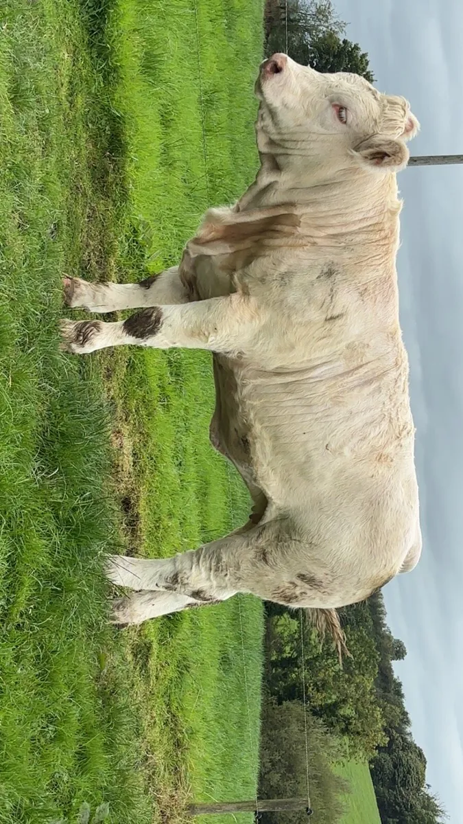 2 pedigree Charolais heifers - Image 3