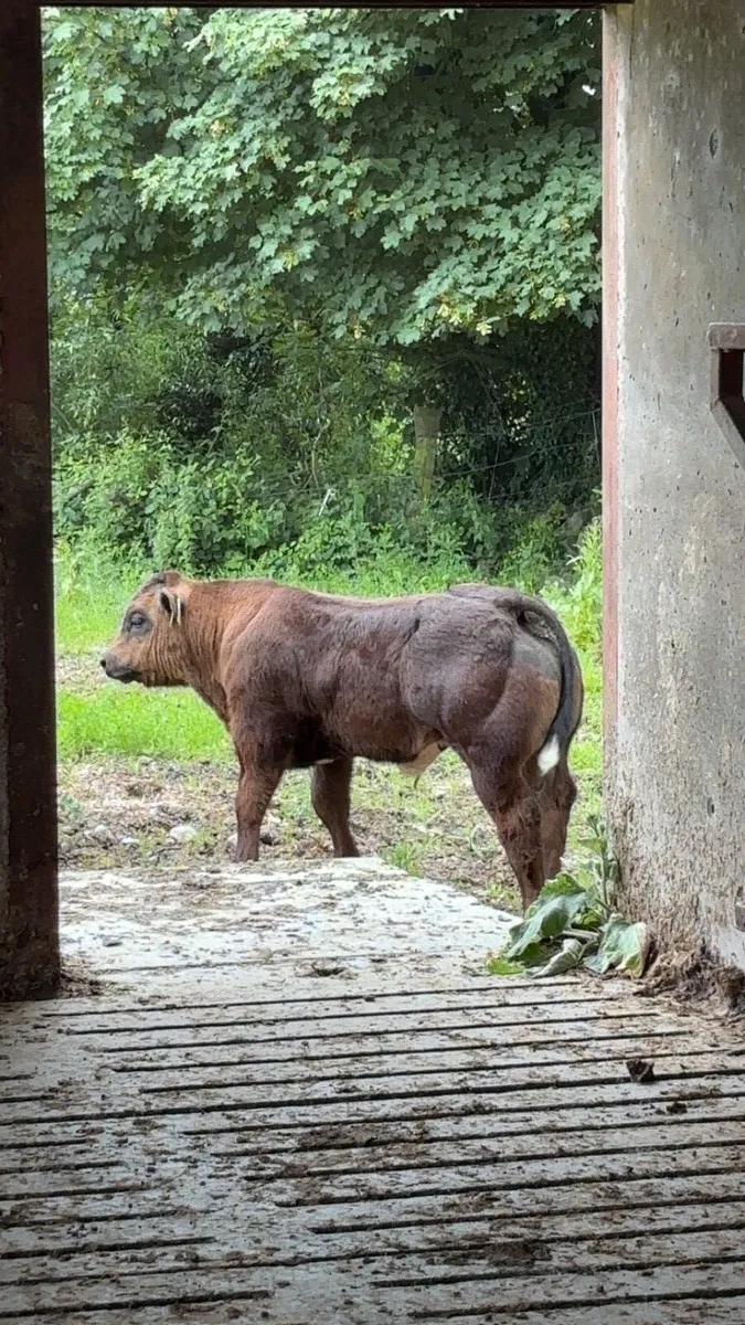 Embryo Hybrid Show bull calf - Image 4