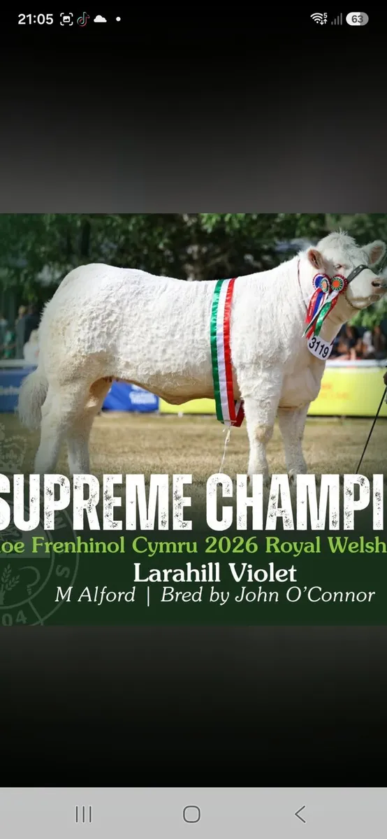 Charolais embryos - Image 1