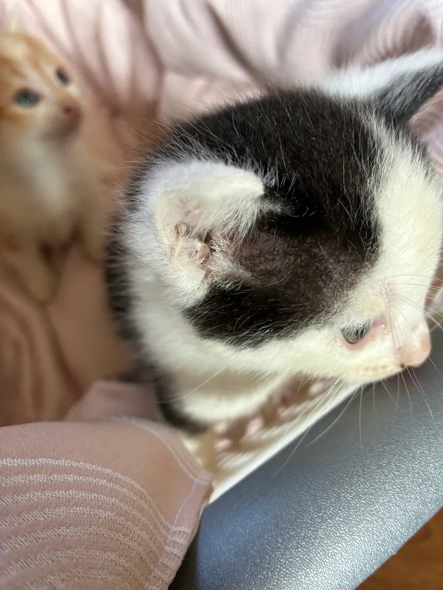 Kittens - Image 2