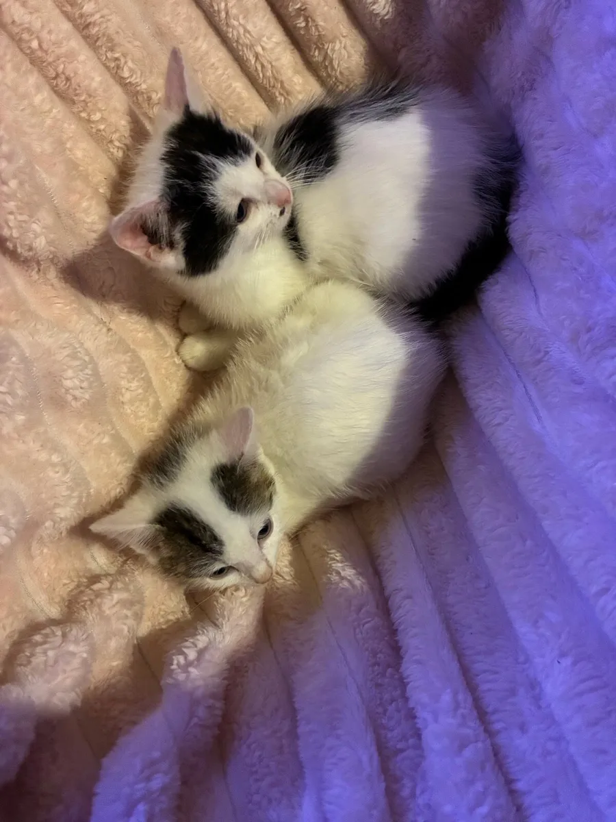Kittens - Image 3