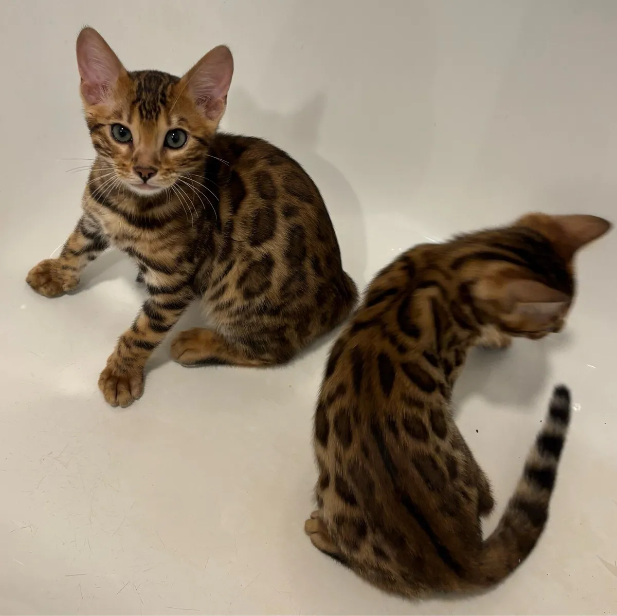 Bengal kittens - Image 1