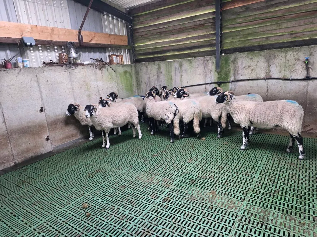 Sheep