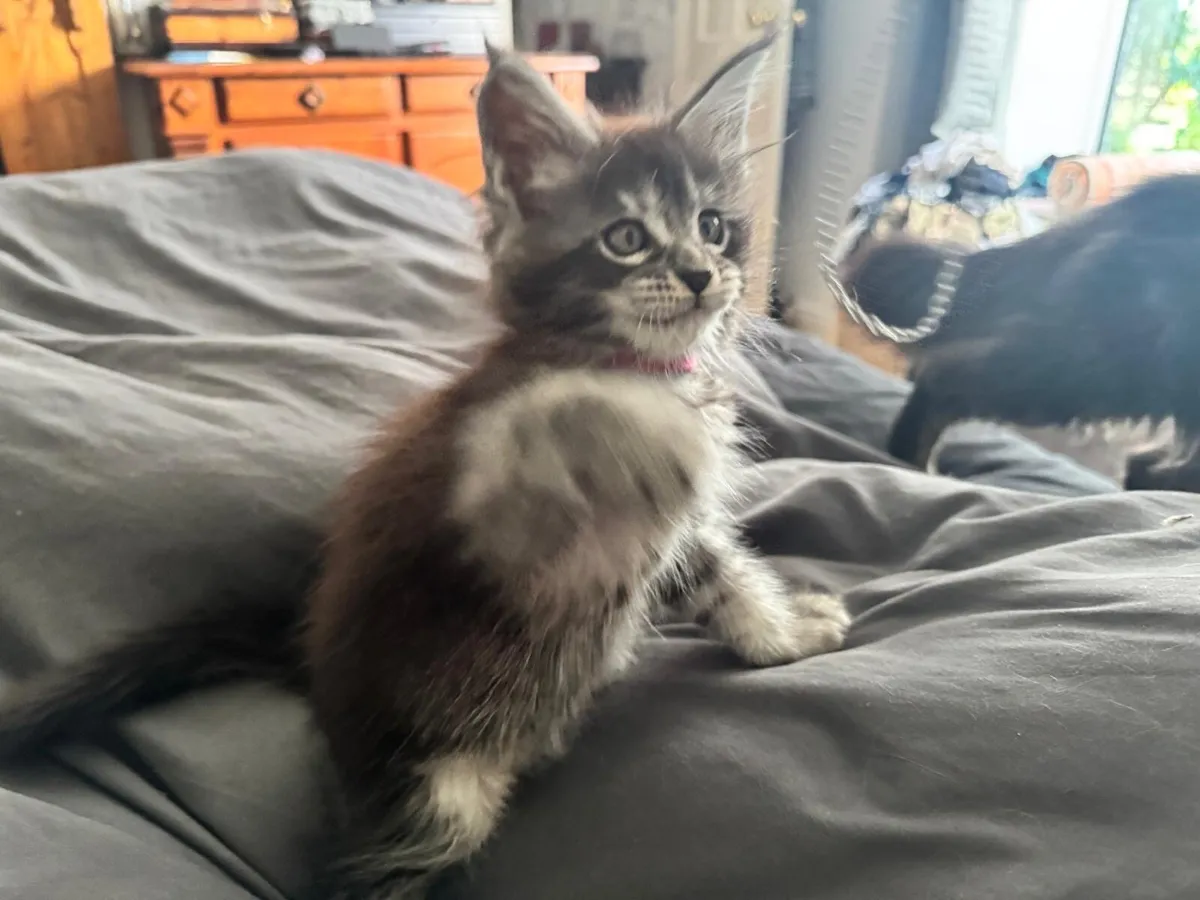 Maine coon kittens (only 3 unreserved) - Image 4