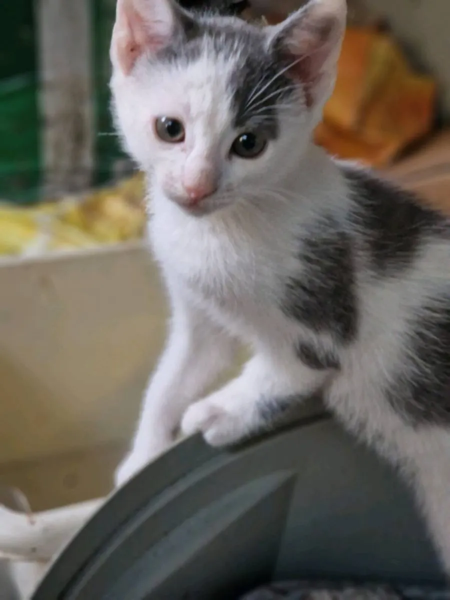 Kittens - Image 1