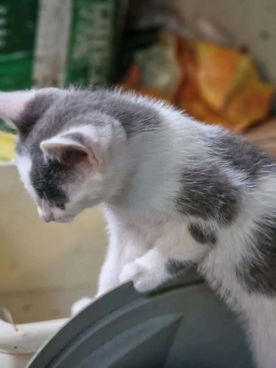 Kittens - Image 4