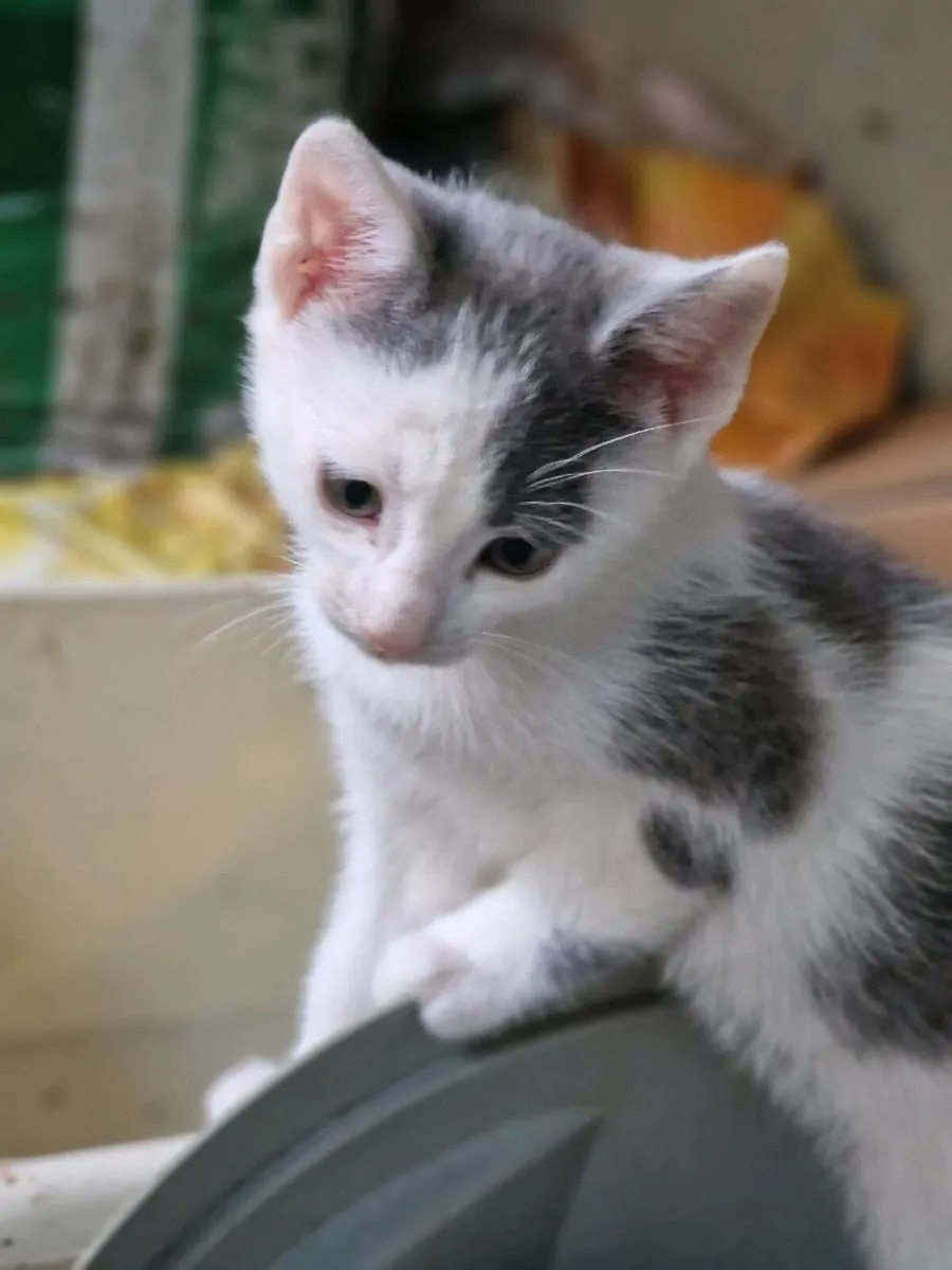 Kittens - Image 3