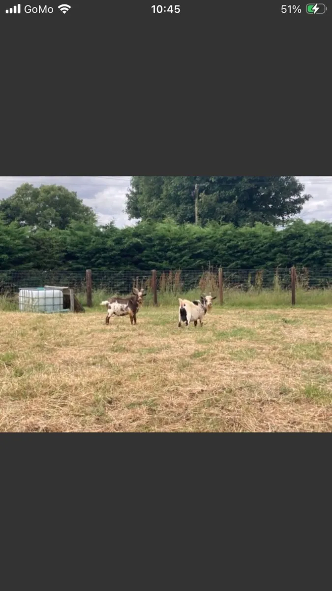 FREE Pygmy Goats - Image 1