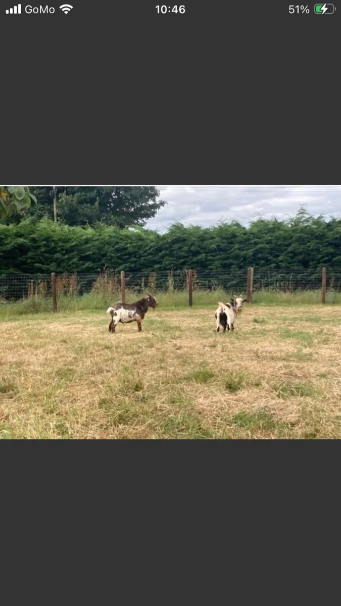 FREE Pygmy Goats - Image 2