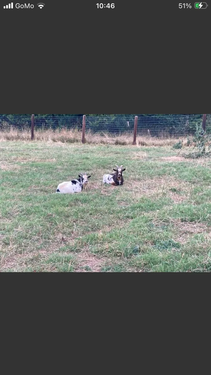 FREE Pygmy Goats - Image 3