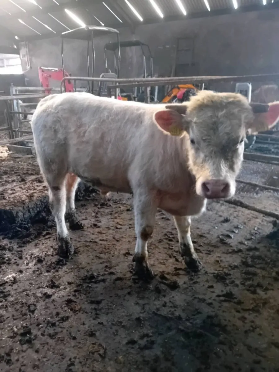 Purebred Charolais Bull - Image 2