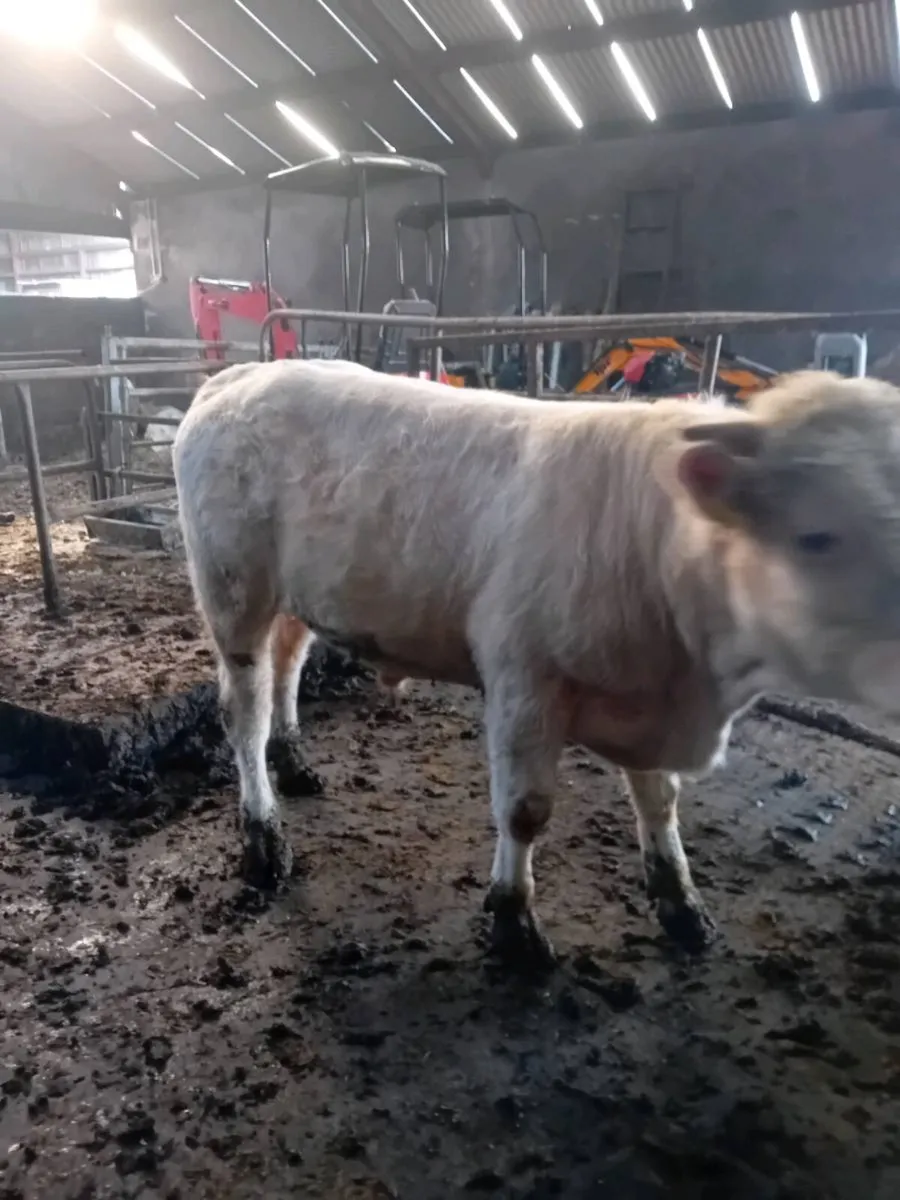 Purebred Charolais Bull - Image 3