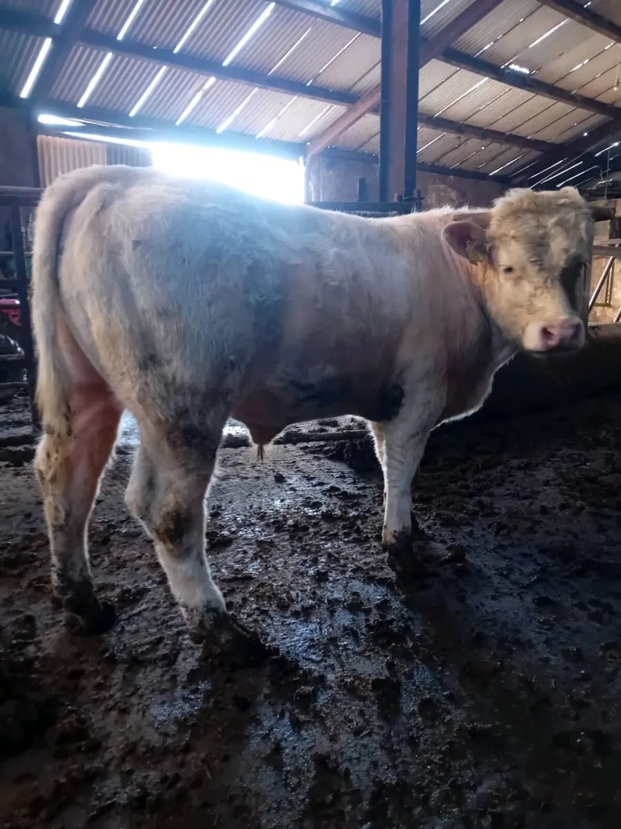 Purebred Charolais Bull - Image 4