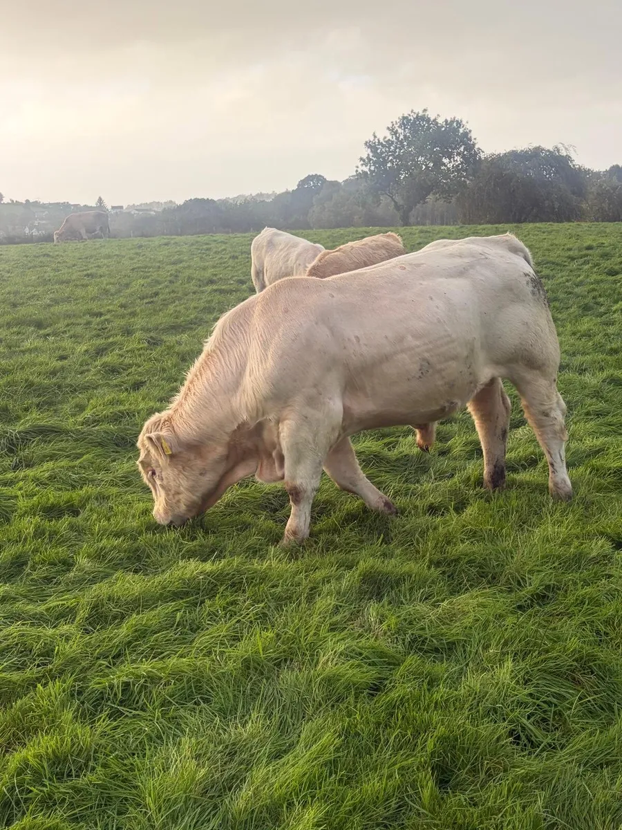 Charolais Bull - Image 1