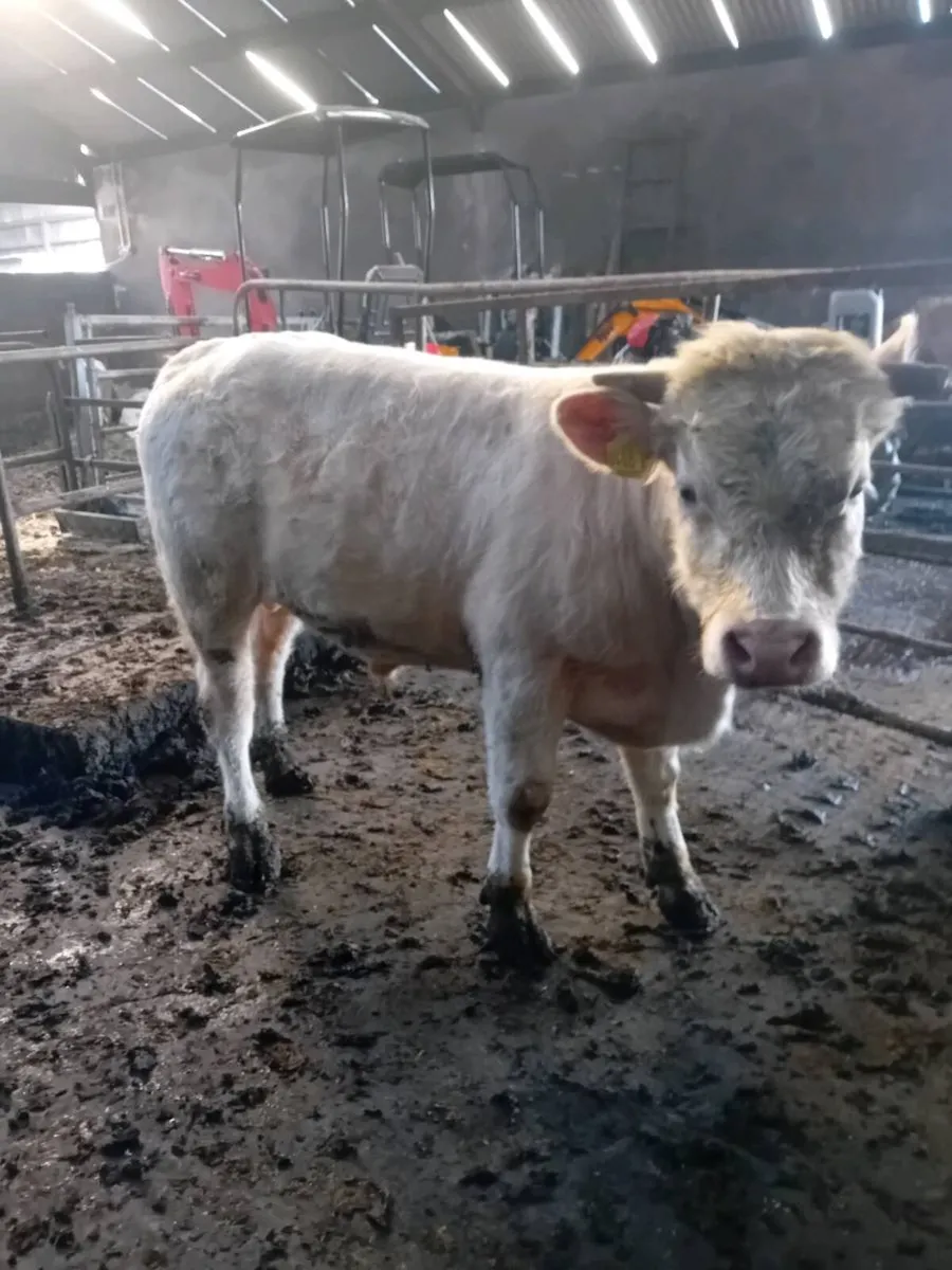 Purebred Charolais Bull - Image 1