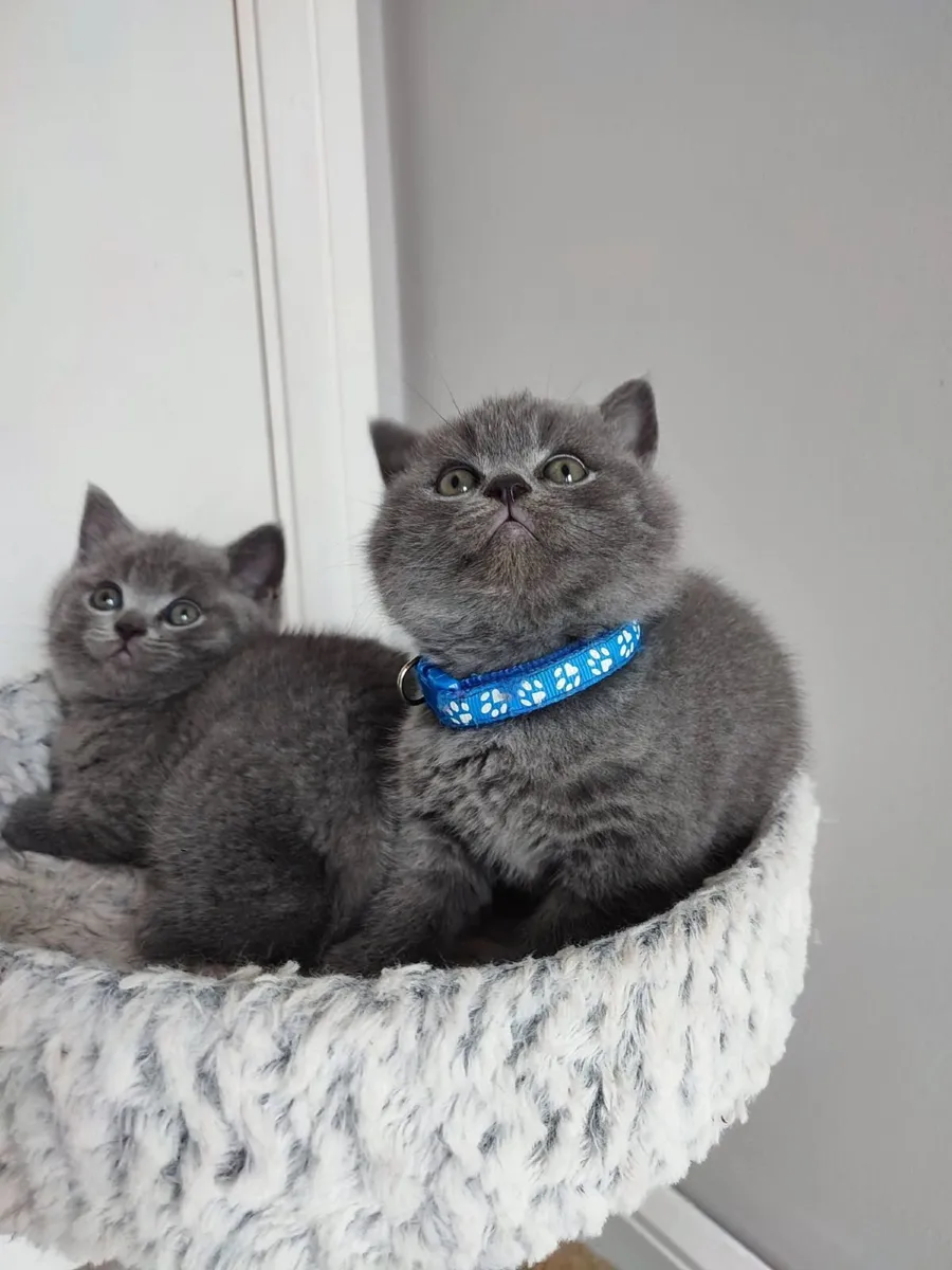 Amazing Purebred British Shorthair kittens 🥰 - Image 3