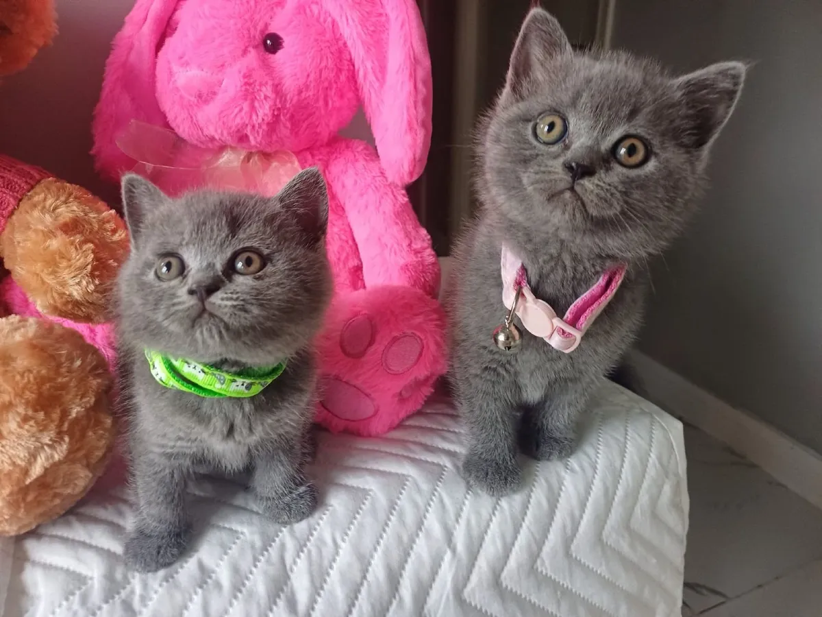 Amazing Purebred British Shorthair kittens 🥰 - Image 4