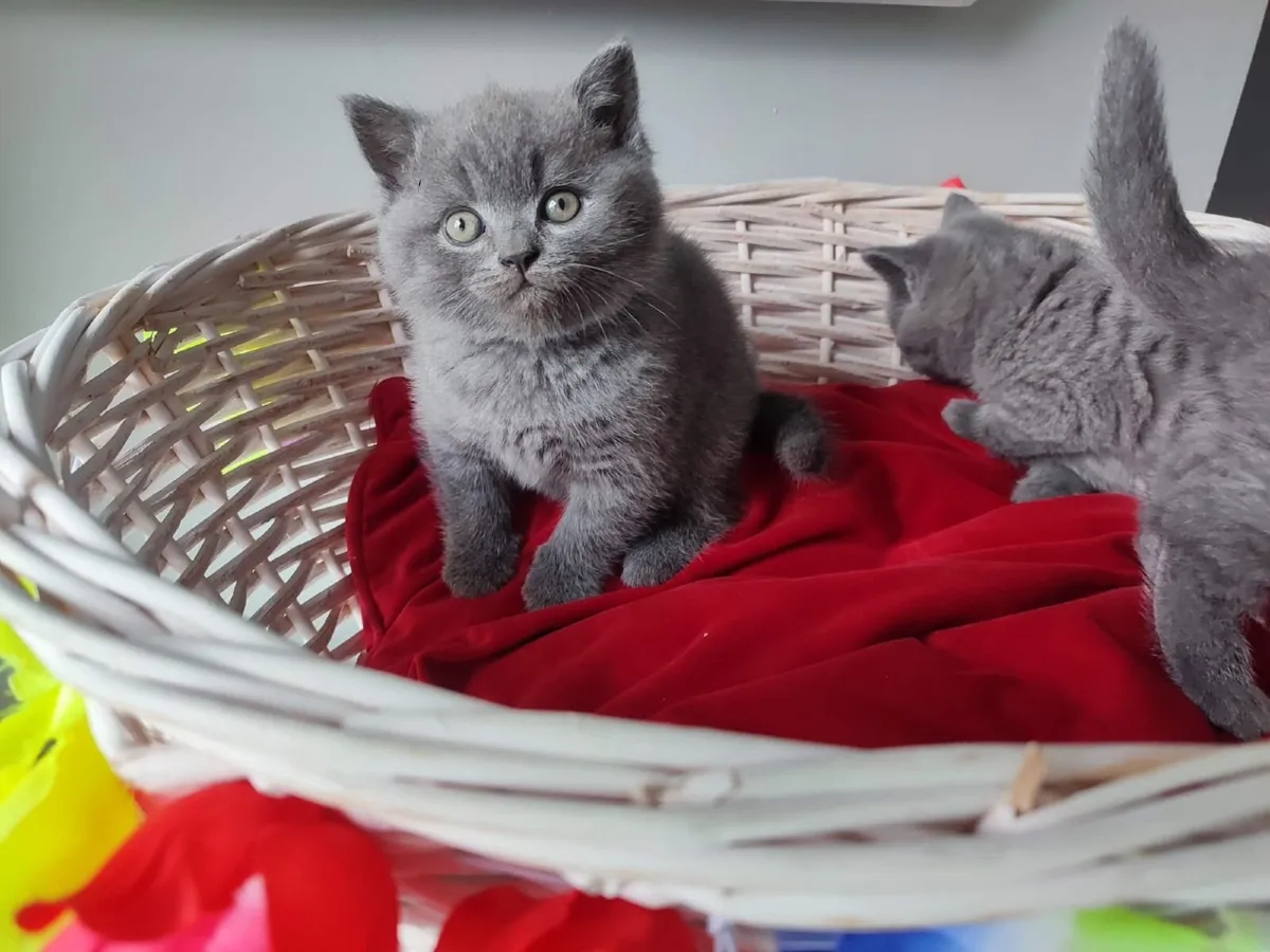 Amazing Purebred British Shorthair kittens 🥰 - Image 2