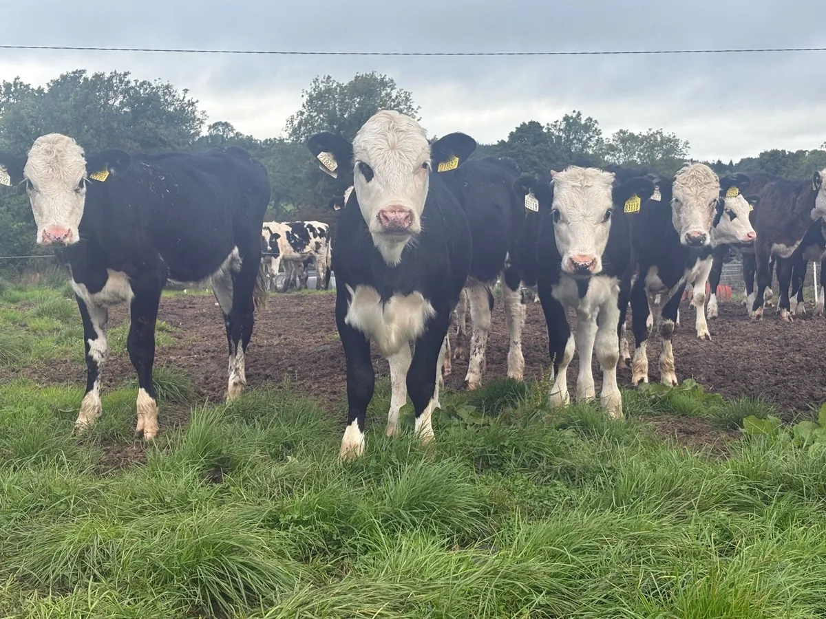 36 smashing Hereford heifers - Image 1