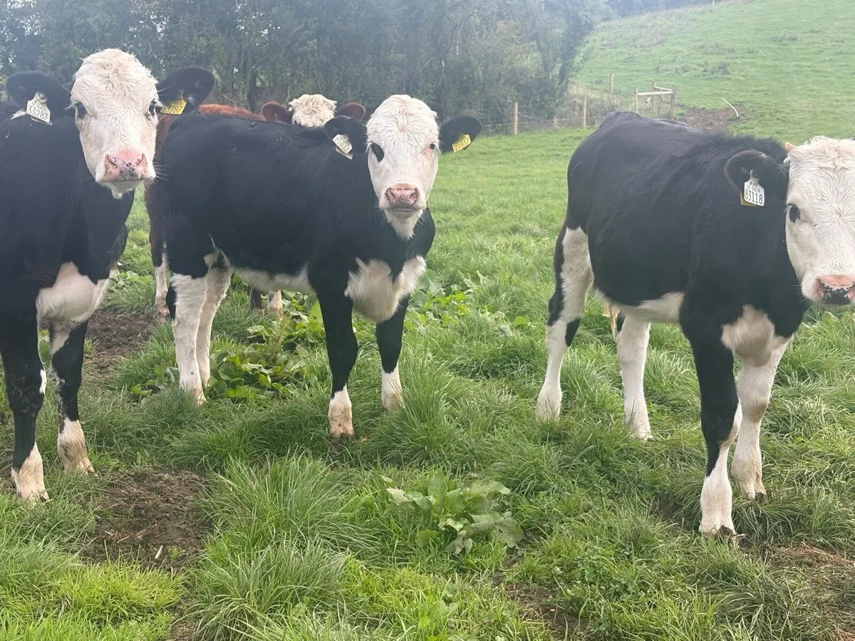 36 smashing Hereford heifers - Image 4