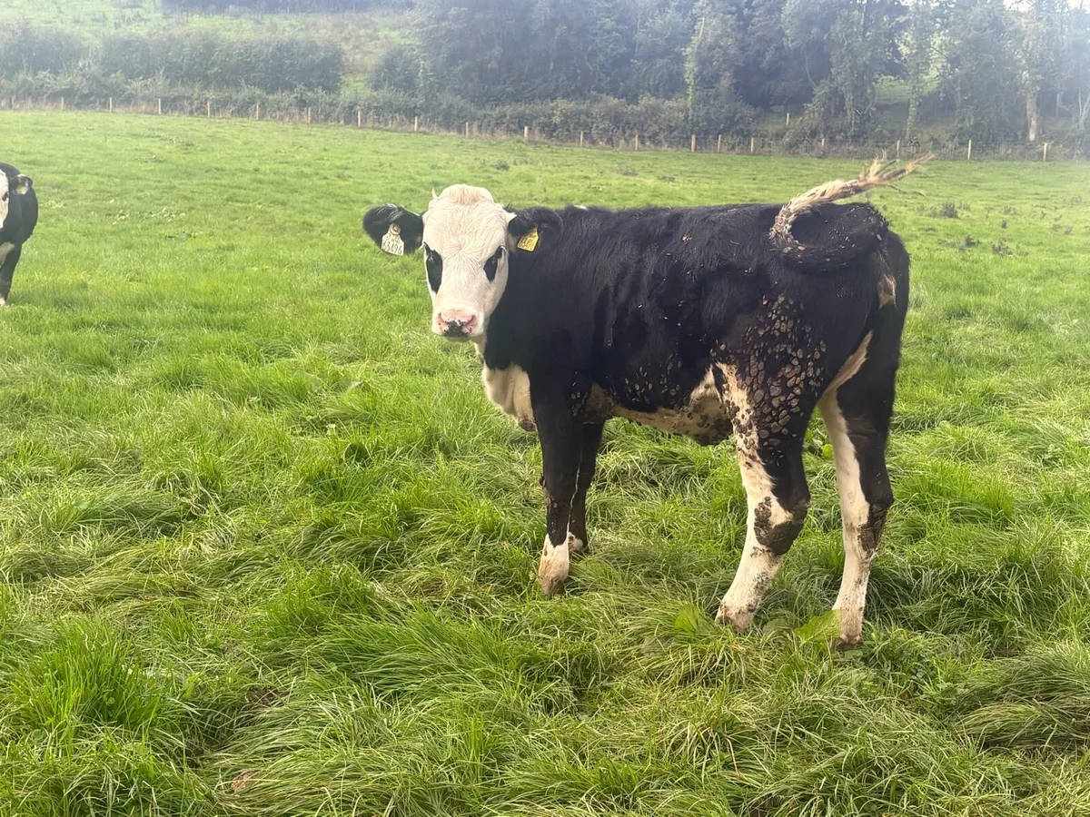 36 smashing Hereford heifers - Image 2