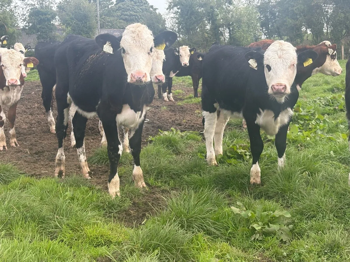 36 smashing Hereford heifers - Image 3