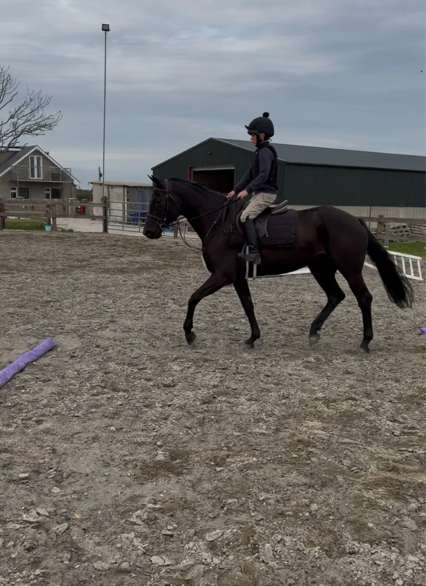 148 sligo candy boy - Image 4