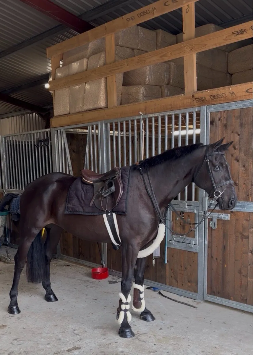 148 sligo candy boy - Image 1