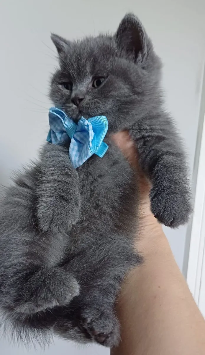 Amazing Purebred British Shorthair kittens 🥰 - Image 1