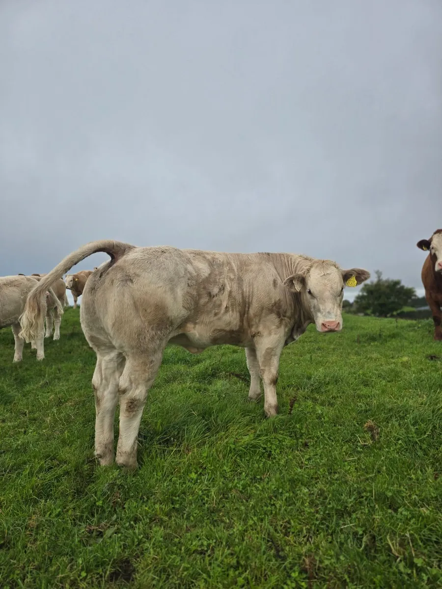 8 Heifer Weanlings For Sale in Balla Mart - Image 2