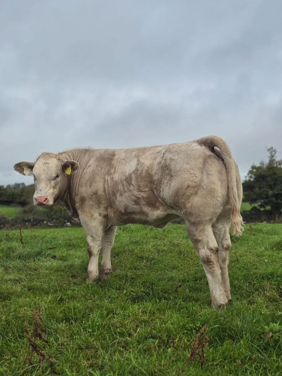 8 Heifer Weanlings For Sale in Balla Mart - Image 1